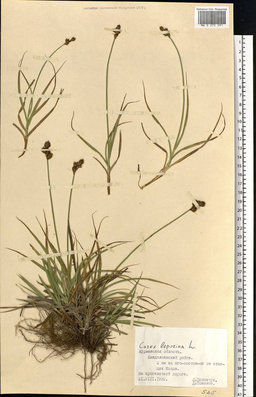 Carex leporina L., Eastern Europe, Northern region (E1) (Russia)