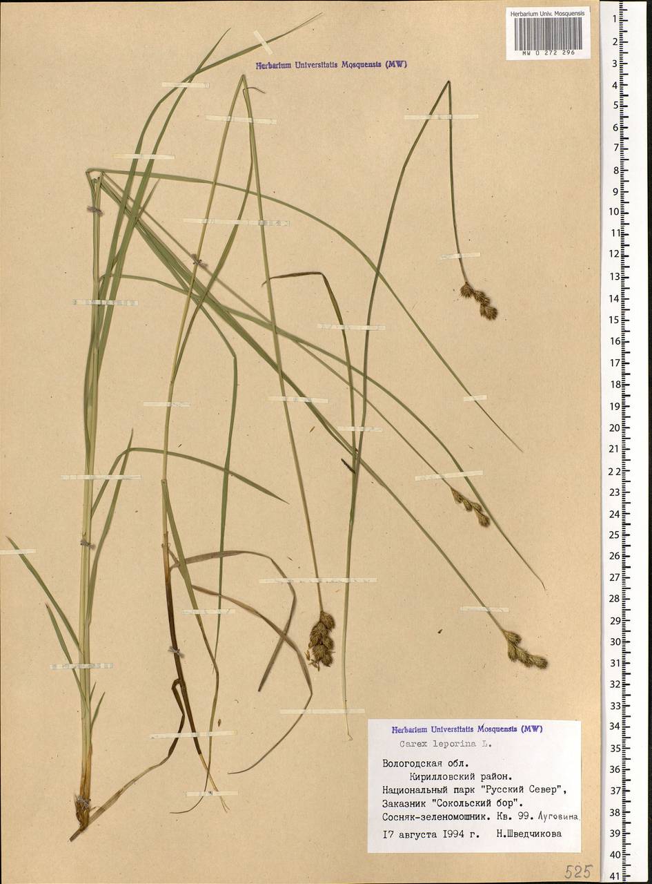 Carex leporina L., Eastern Europe, Northern region (E1) (Russia)