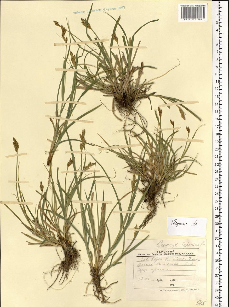 Carex leporina L., Eastern Europe, North-Western region (E2) (Russia)