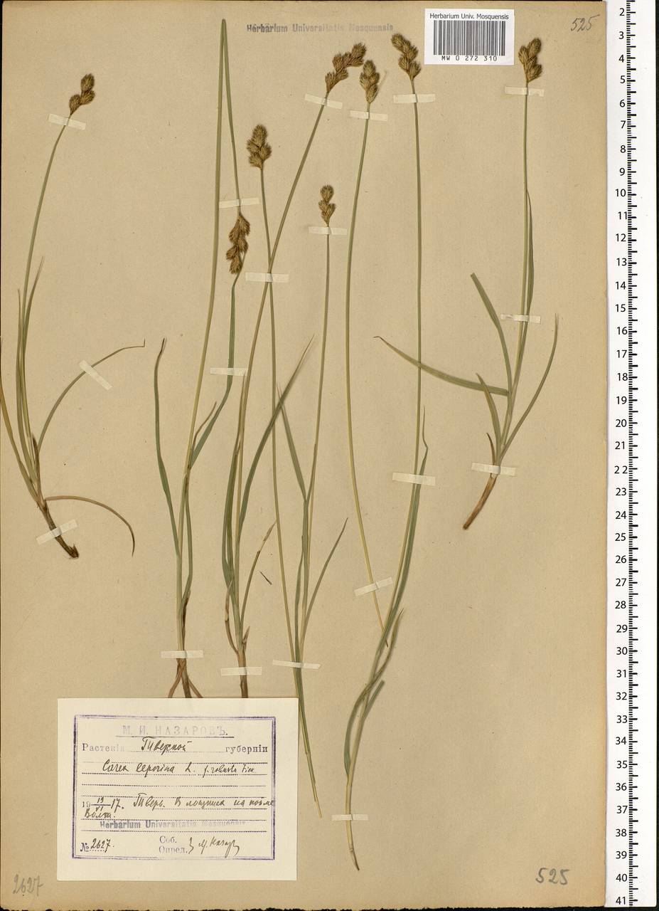 Carex leporina L., Eastern Europe, North-Western region (E2) (Russia)