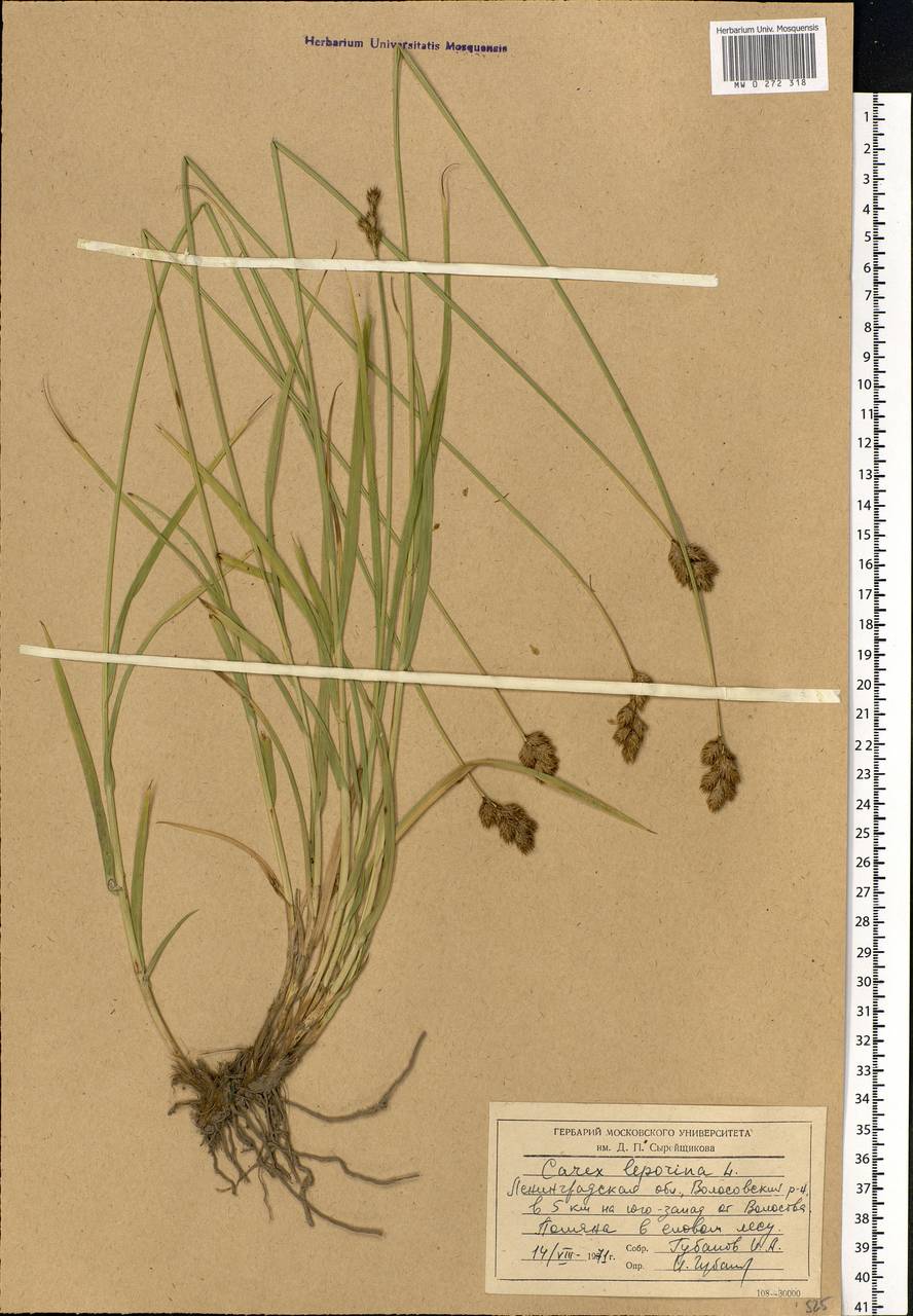 Carex leporina L., Eastern Europe, North-Western region (E2) (Russia)