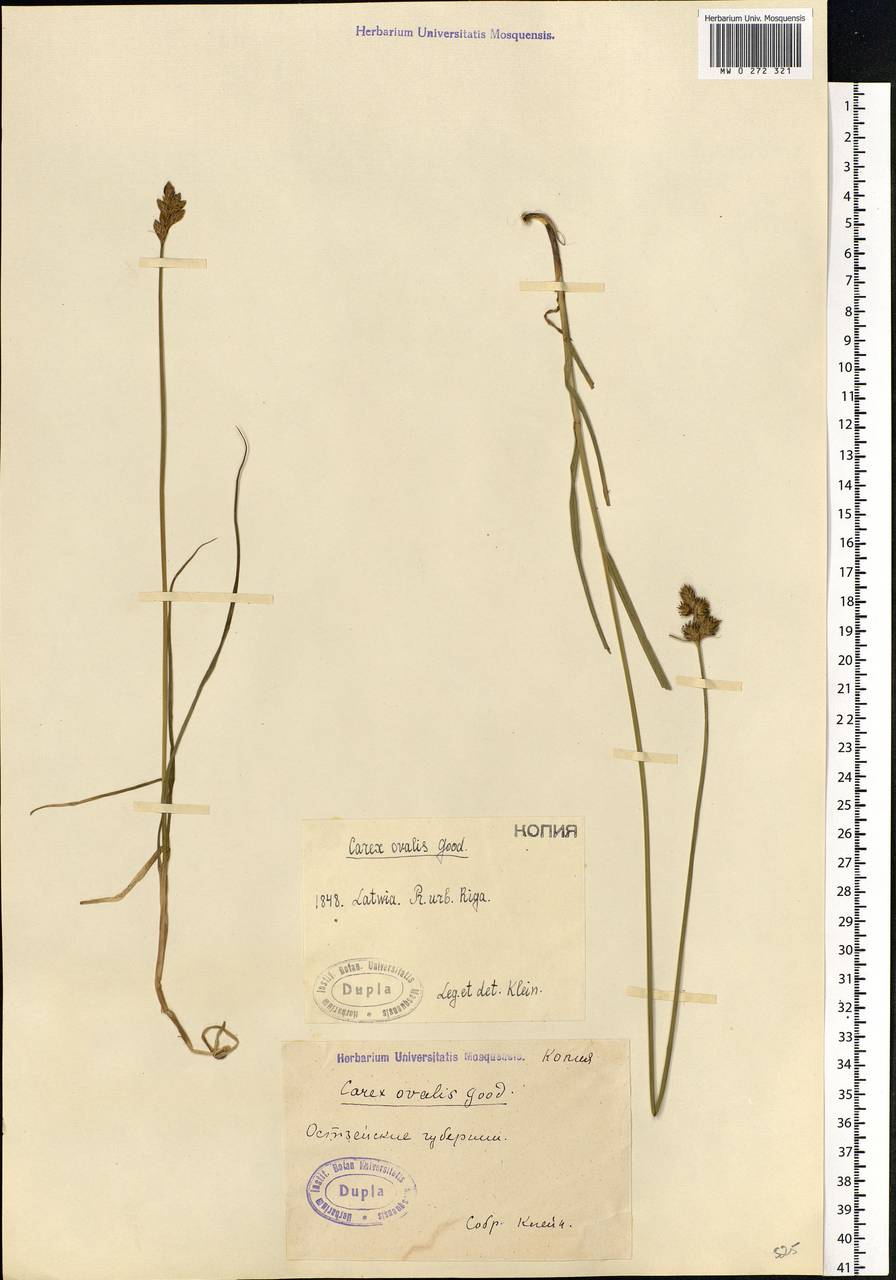 Carex leporina L., Eastern Europe, Latvia (E2b) (Latvia)