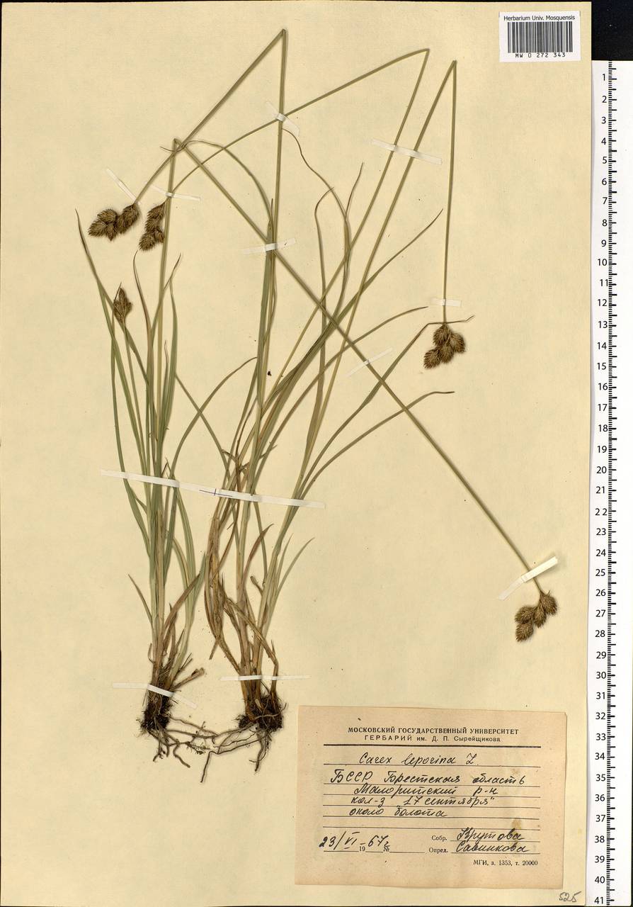 Carex leporina L., Eastern Europe, Belarus (E3a) (Belarus)