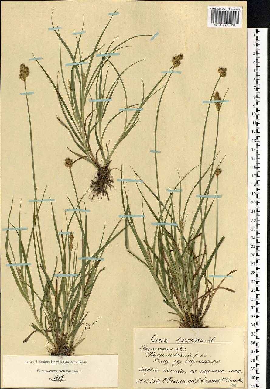 Carex leporina L., Eastern Europe, Central region (E4) (Russia)