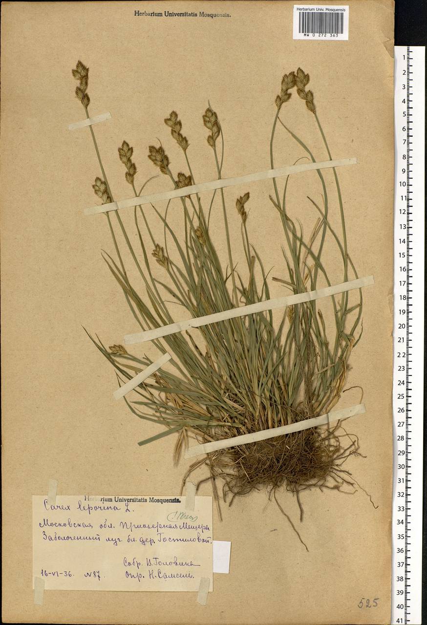 Carex leporina L., Eastern Europe, Central region (E4) (Russia)