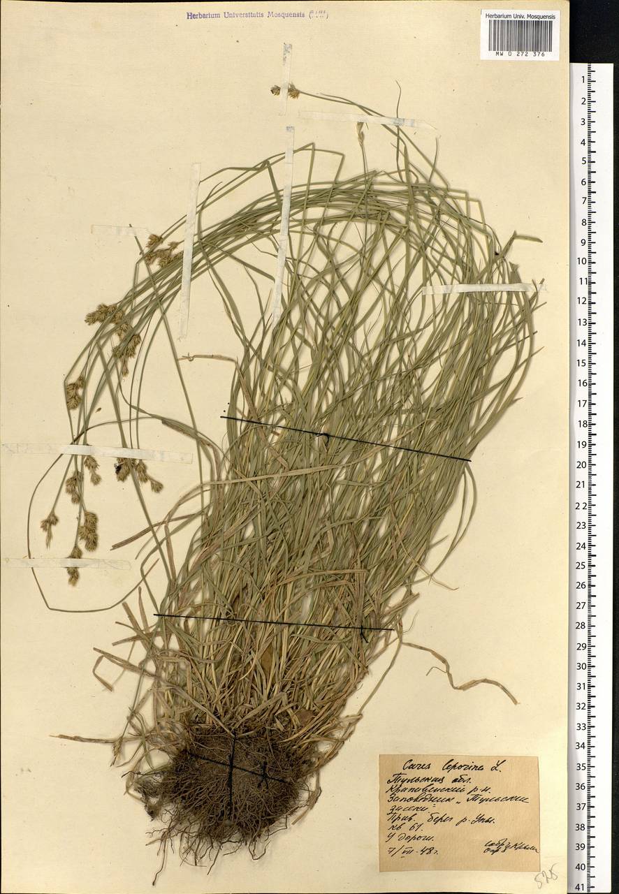 Carex leporina L., Eastern Europe, Central region (E4) (Russia)