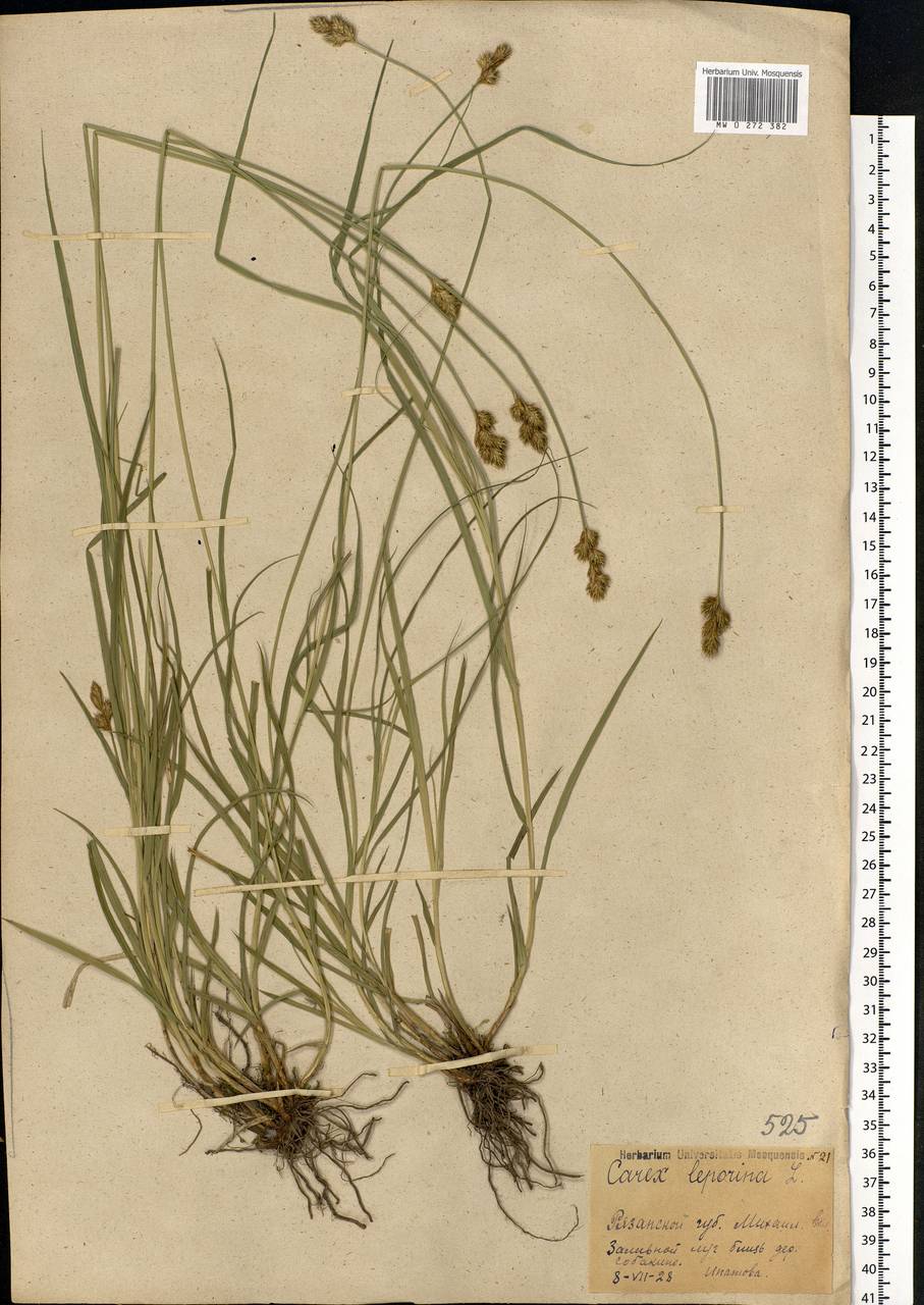 Carex leporina L., Eastern Europe, Central region (E4) (Russia)