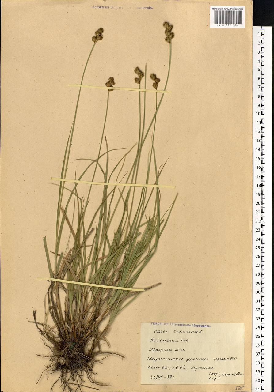 Carex leporina L., Eastern Europe, Central region (E4) (Russia)