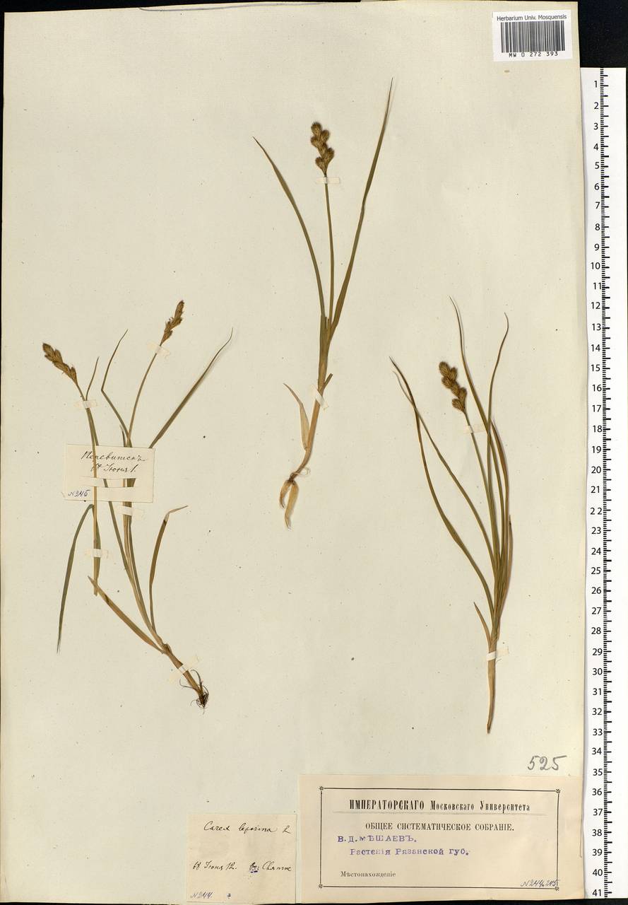 Carex leporina L., Eastern Europe, Moscow region (E4a) (Russia)