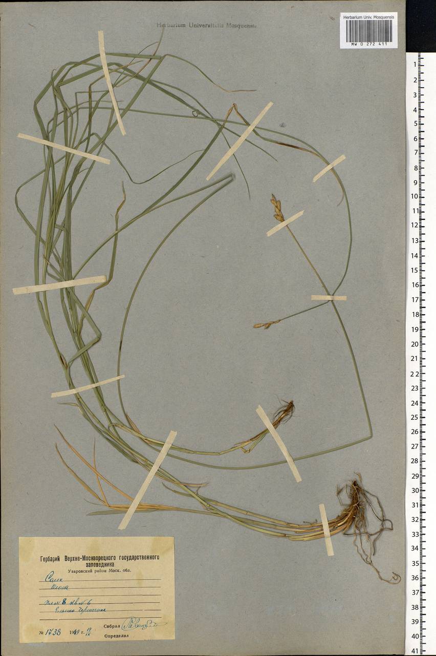 Carex leporina L., Eastern Europe, Moscow region (E4a) (Russia)