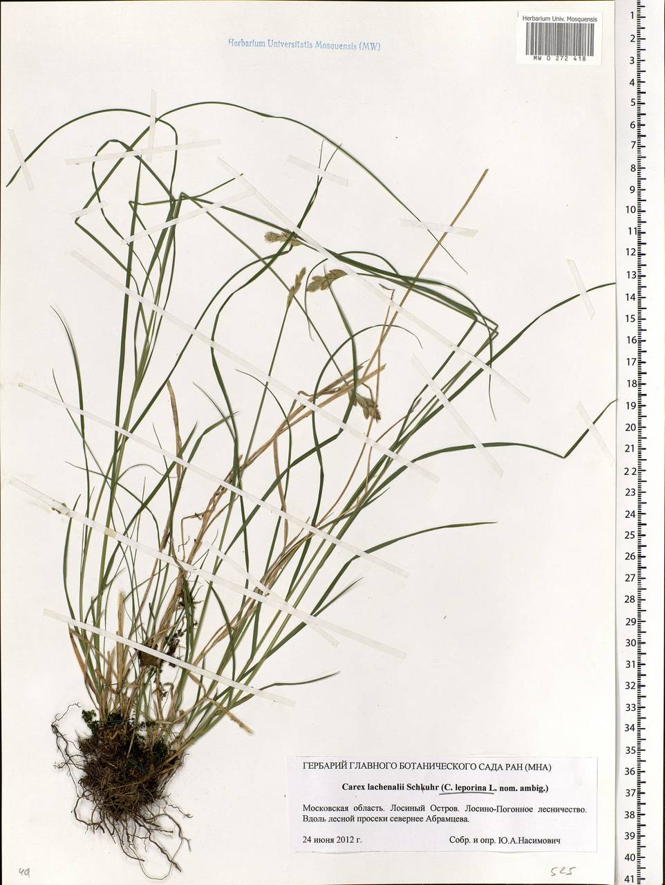 Carex leporina L., Eastern Europe, Moscow region (E4a) (Russia)