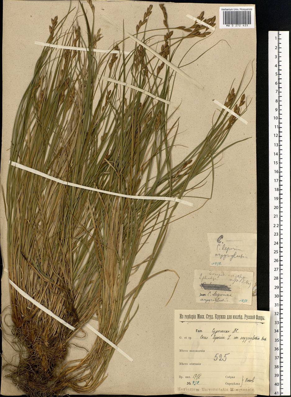 Carex leporina L., Eastern Europe, Moscow region (E4a) (Russia)