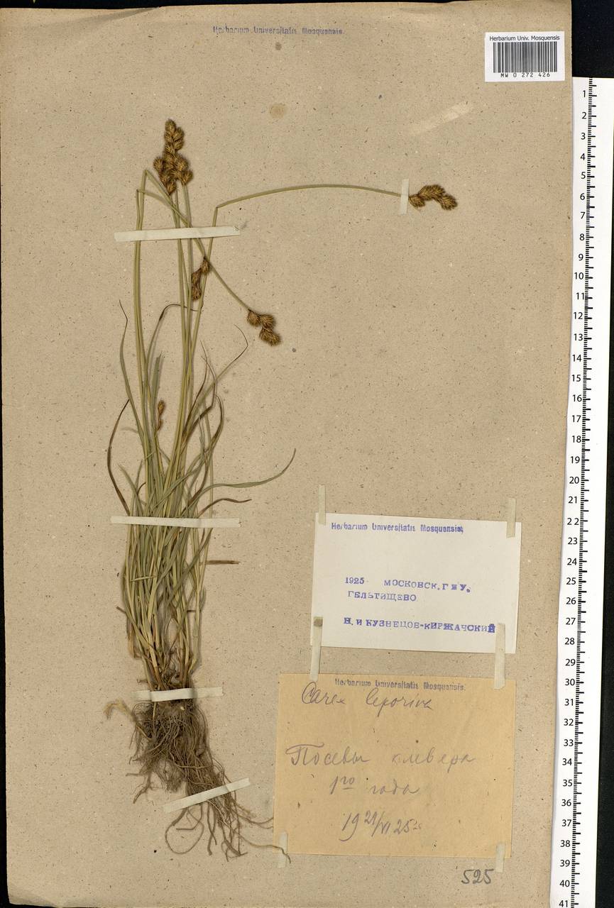 Carex leporina L., Eastern Europe, Moscow region (E4a) (Russia)