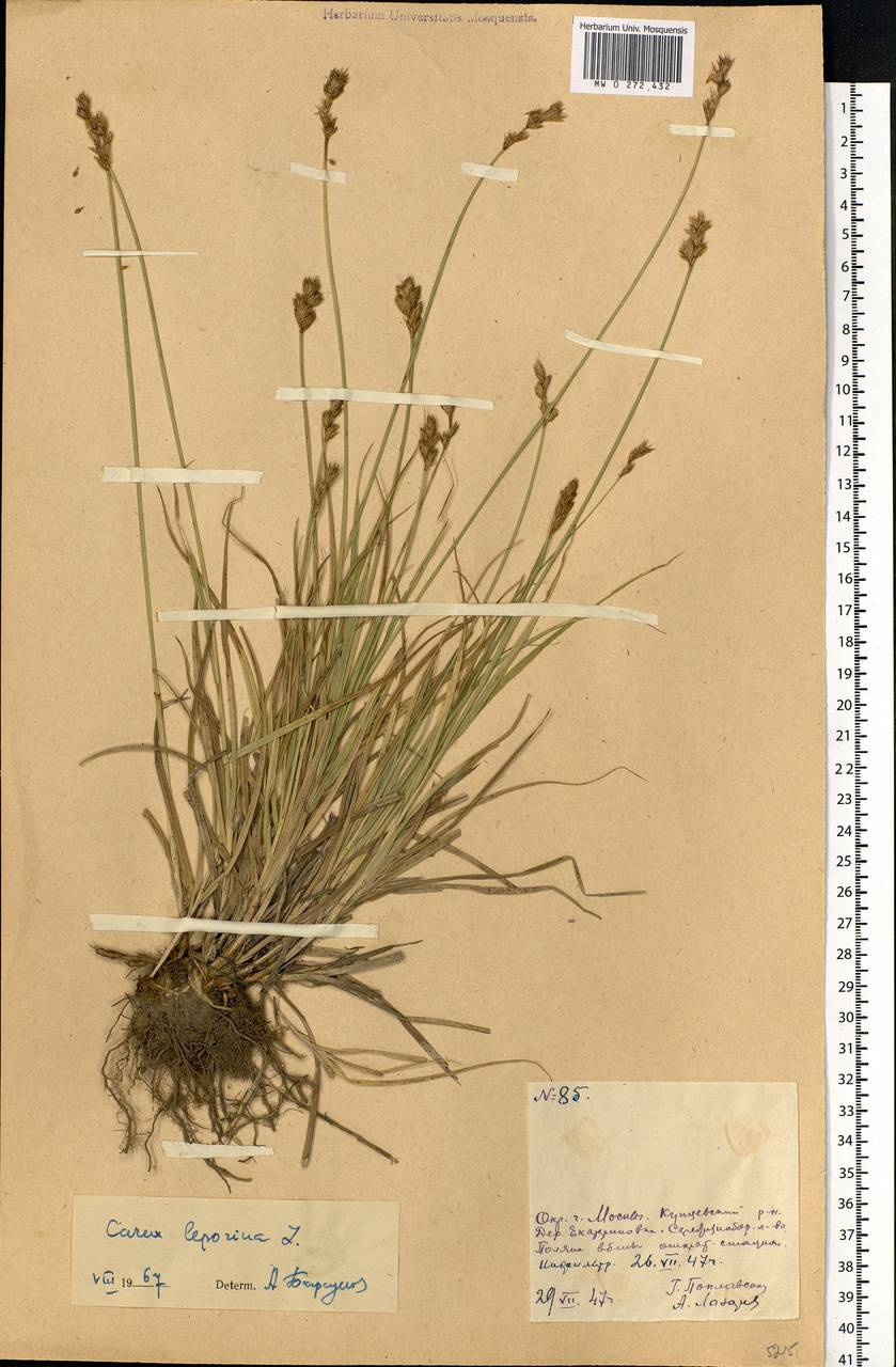 Carex leporina L., Eastern Europe, Moscow region (E4a) (Russia)