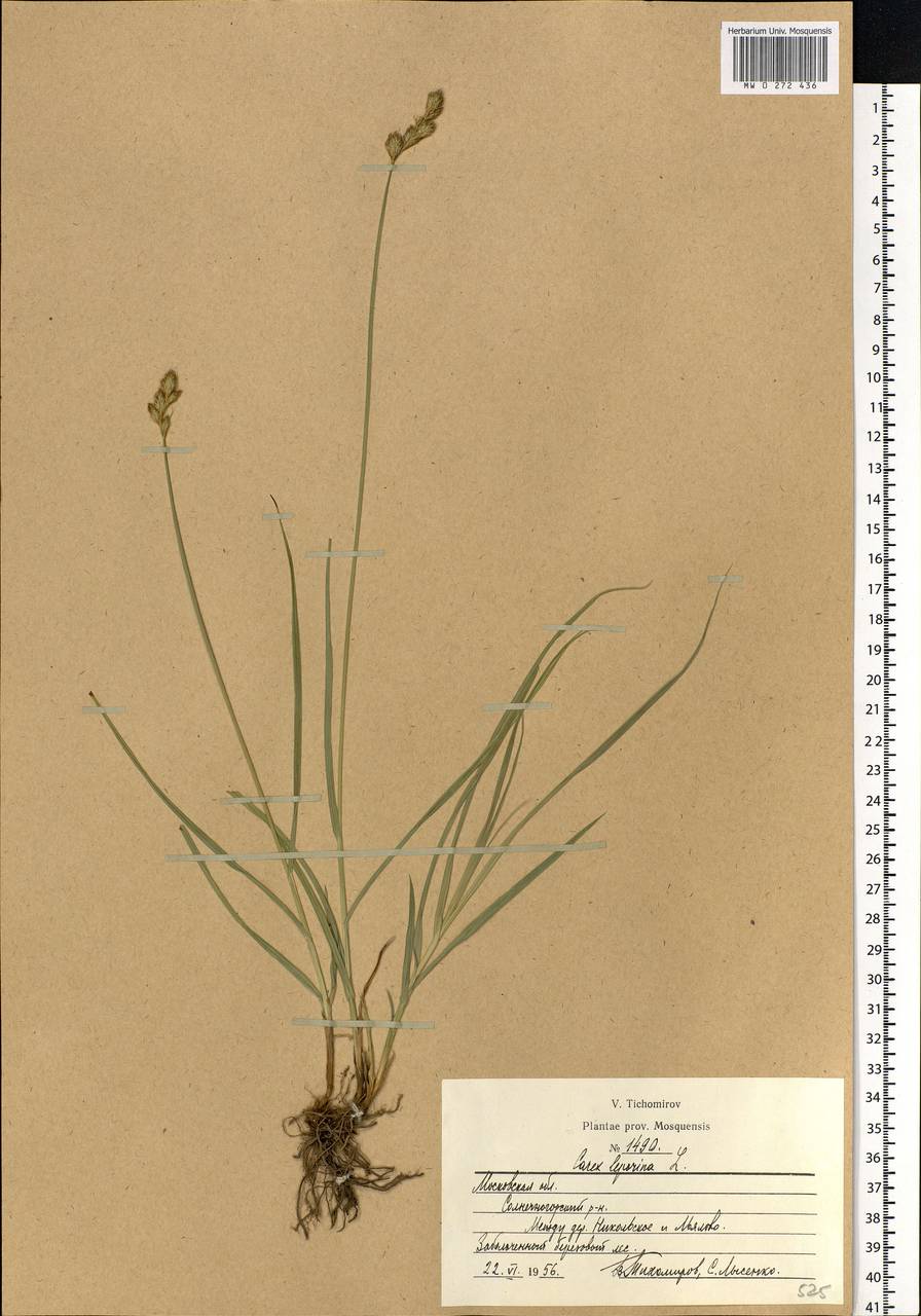 Carex leporina L., Eastern Europe, Moscow region (E4a) (Russia)