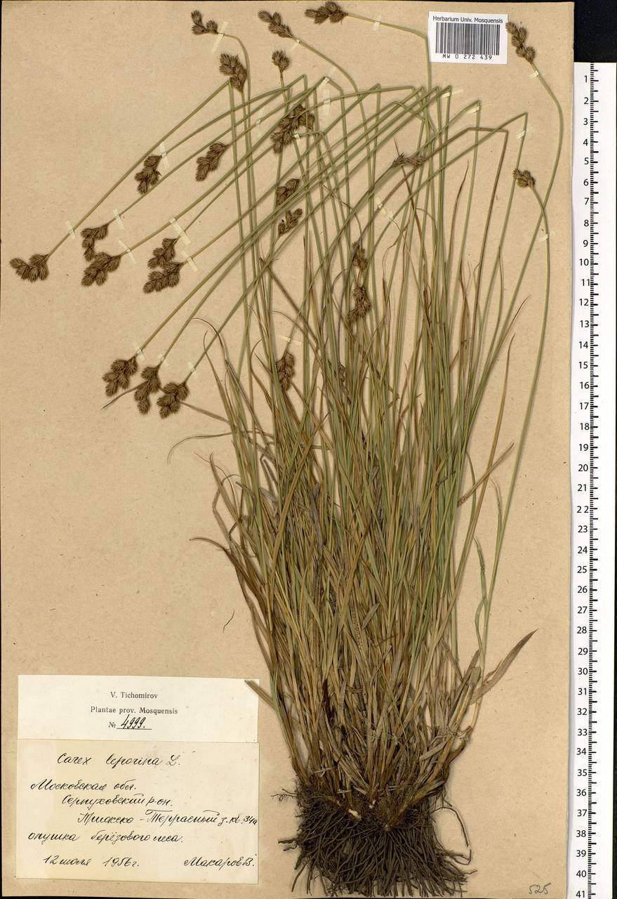 Carex leporina L., Eastern Europe, Moscow region (E4a) (Russia)