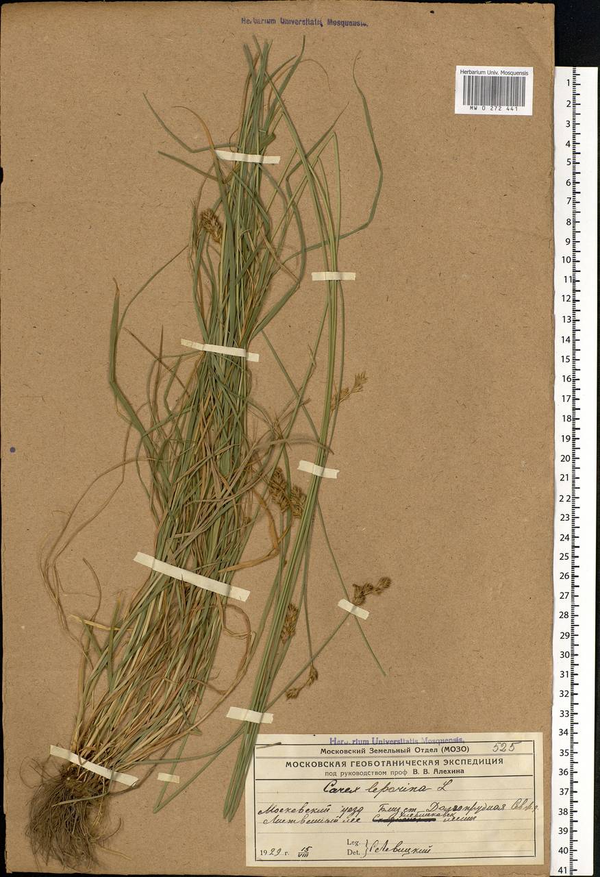 Carex leporina L., Eastern Europe, Moscow region (E4a) (Russia)