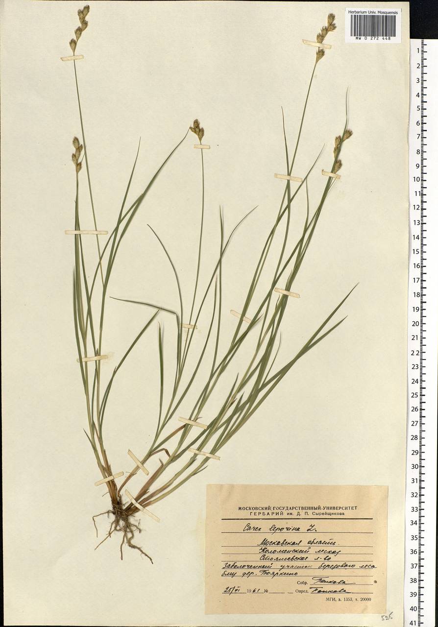 Carex leporina L., Eastern Europe, Moscow region (E4a) (Russia)