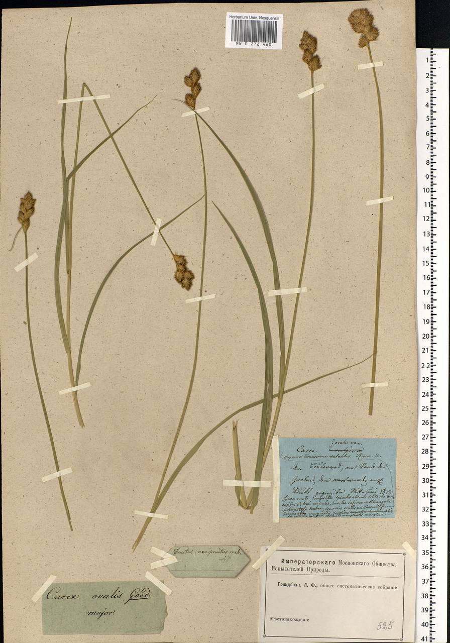 Carex leporina L., Eastern Europe, Moscow region (E4a) (Russia)