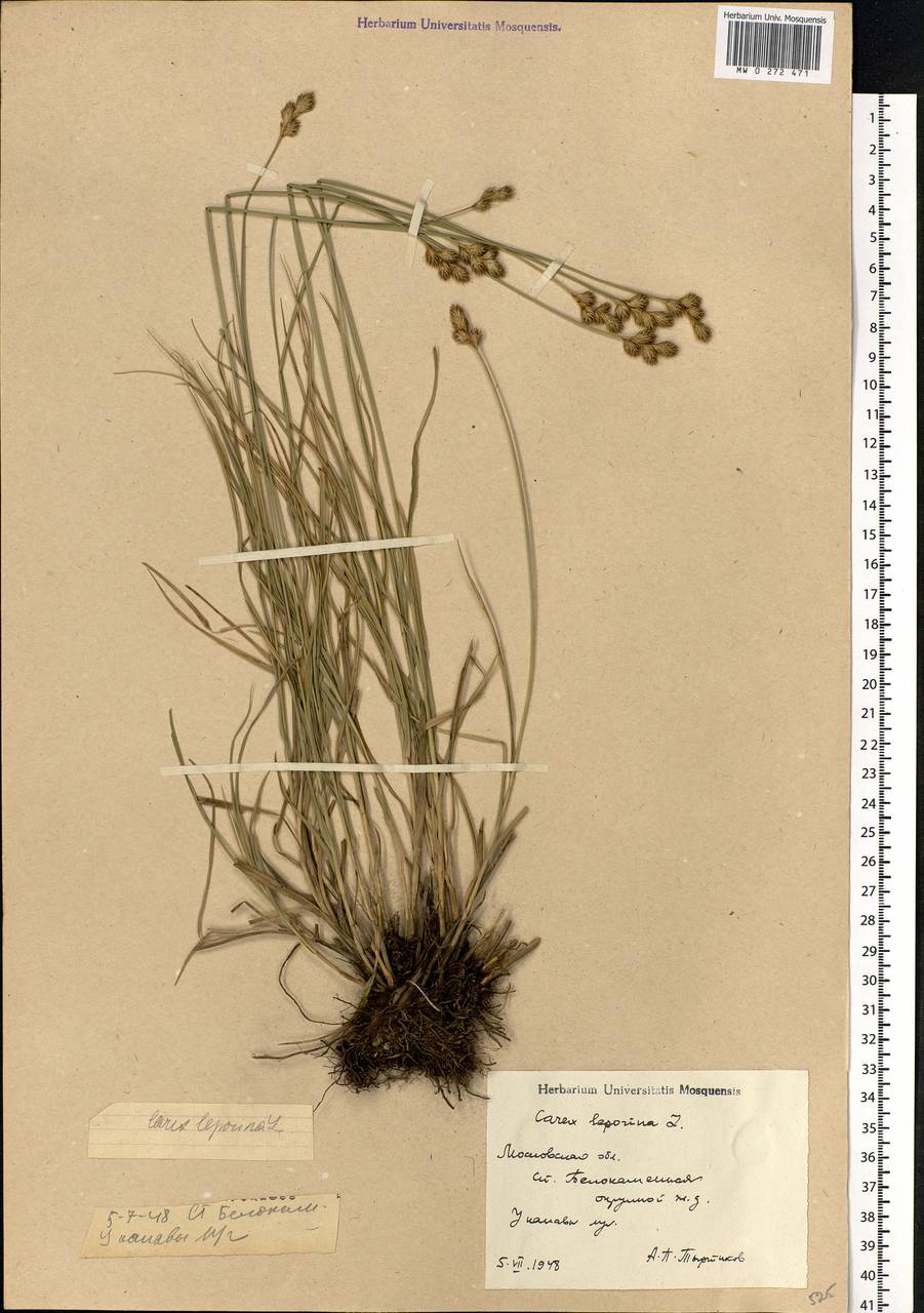 Carex leporina L., Eastern Europe, Moscow region (E4a) (Russia)
