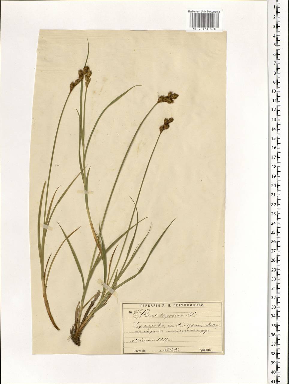 Carex leporina L., Eastern Europe, Moscow region (E4a) (Russia)
