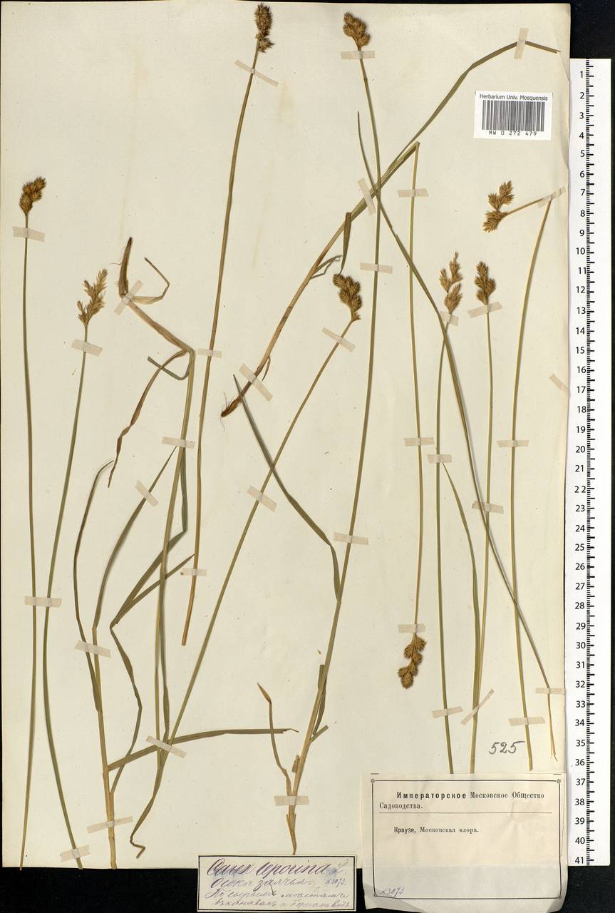 Carex leporina L., Eastern Europe, Moscow region (E4a) (Russia)