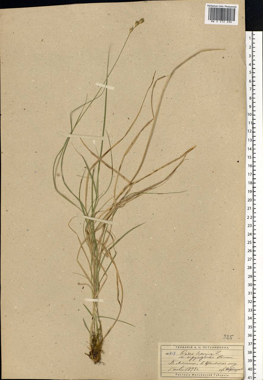 Carex leporina L., Eastern Europe, Moscow region (E4a) (Russia)