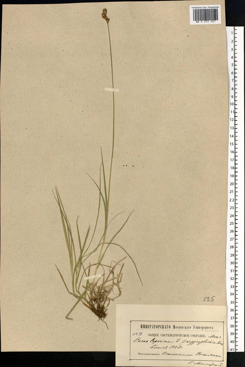Carex leporina L., Eastern Europe, Moscow region (E4a) (Russia)