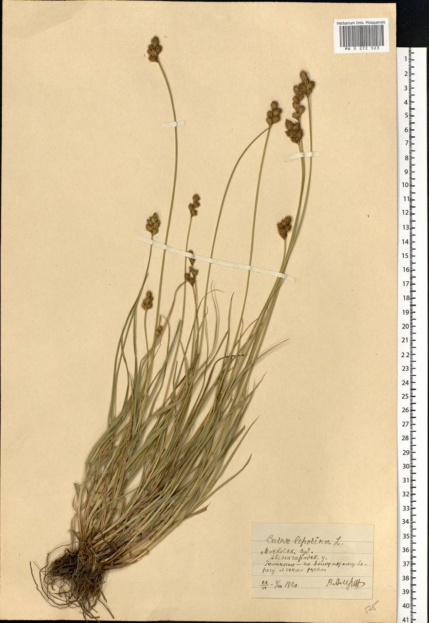 Carex leporina L., Eastern Europe, Moscow region (E4a) (Russia)