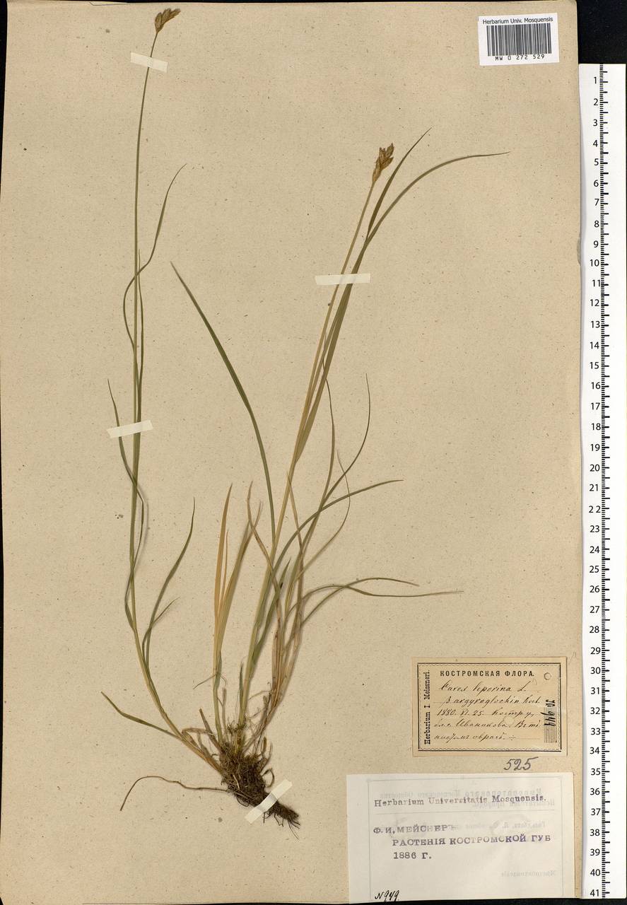 Carex leporina L., Eastern Europe, Central forest region (E5) (Russia)