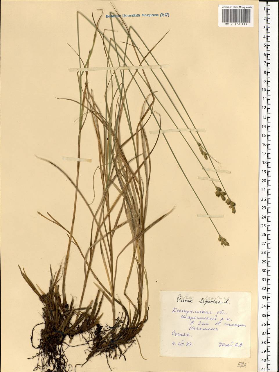 Carex leporina L., Eastern Europe, Central forest region (E5) (Russia)