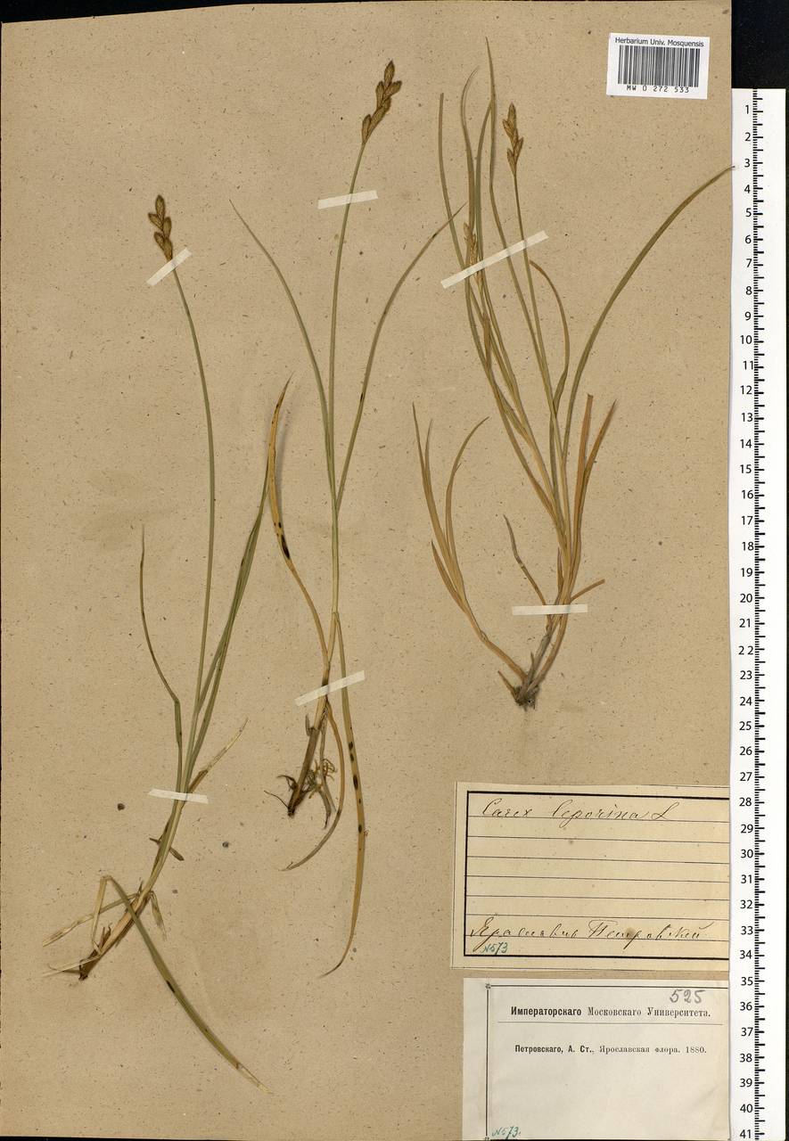 Carex leporina L., Eastern Europe, Central forest region (E5) (Russia)