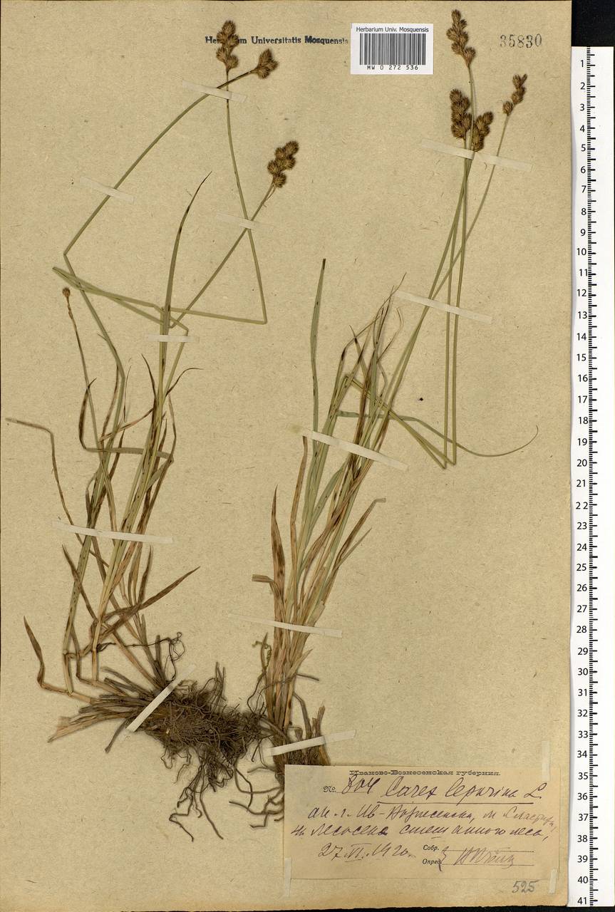 Carex leporina L., Eastern Europe, Central forest region (E5) (Russia)