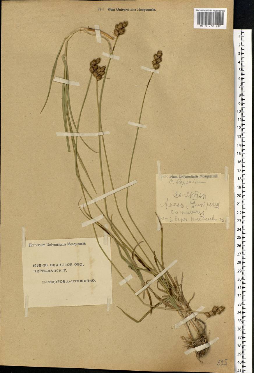 Carex leporina L., Eastern Europe, Central forest region (E5) (Russia)