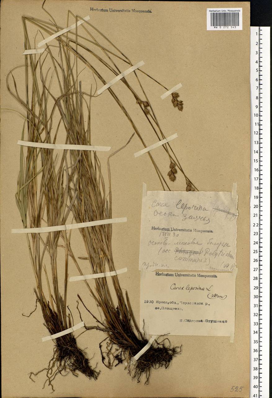 Carex leporina L., Eastern Europe, Central forest region (E5) (Russia)