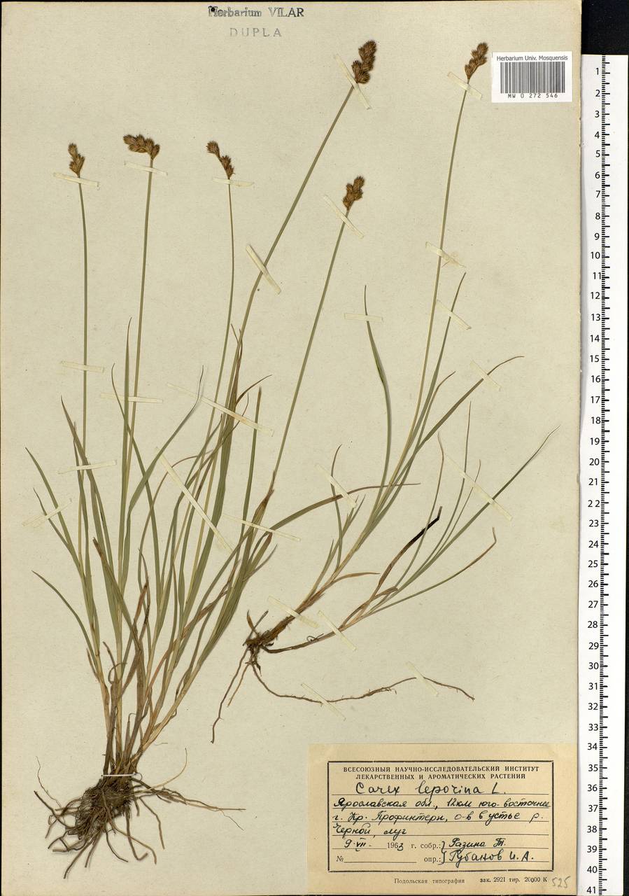 Carex leporina L., Eastern Europe, Central forest region (E5) (Russia)