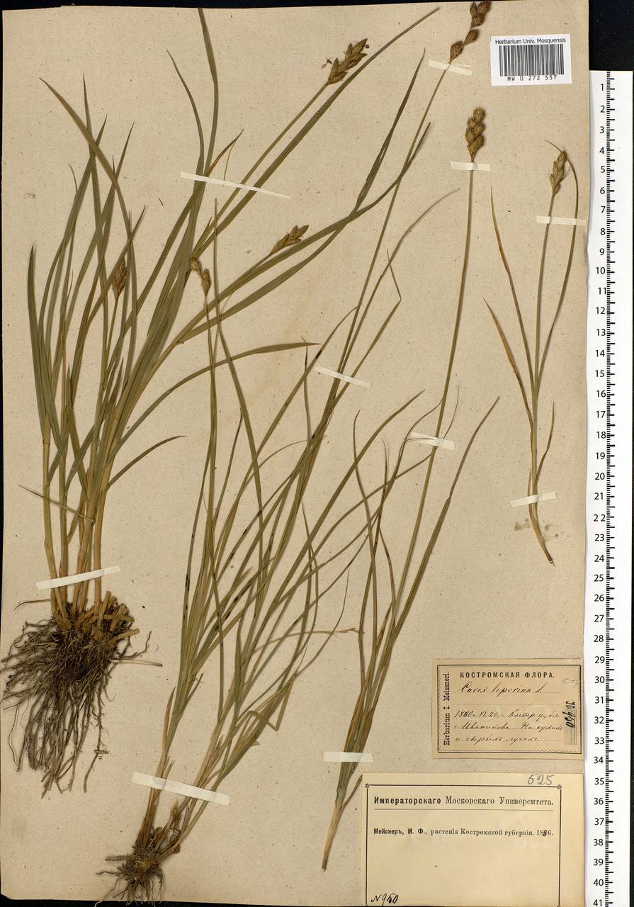 Carex leporina L., Eastern Europe, Central forest region (E5) (Russia)