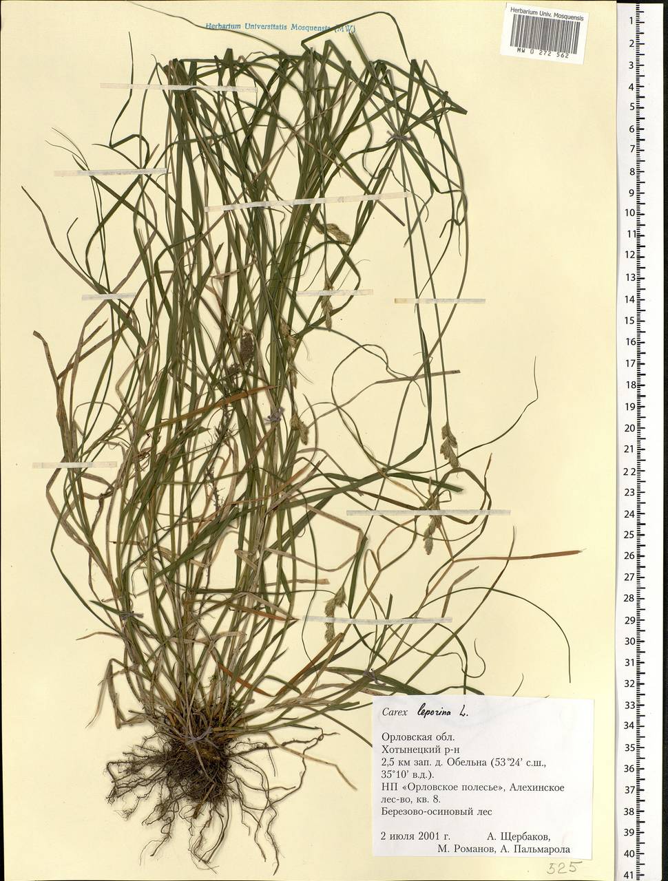 Carex leporina L., Eastern Europe, Central forest-and-steppe region (E6) (Russia)