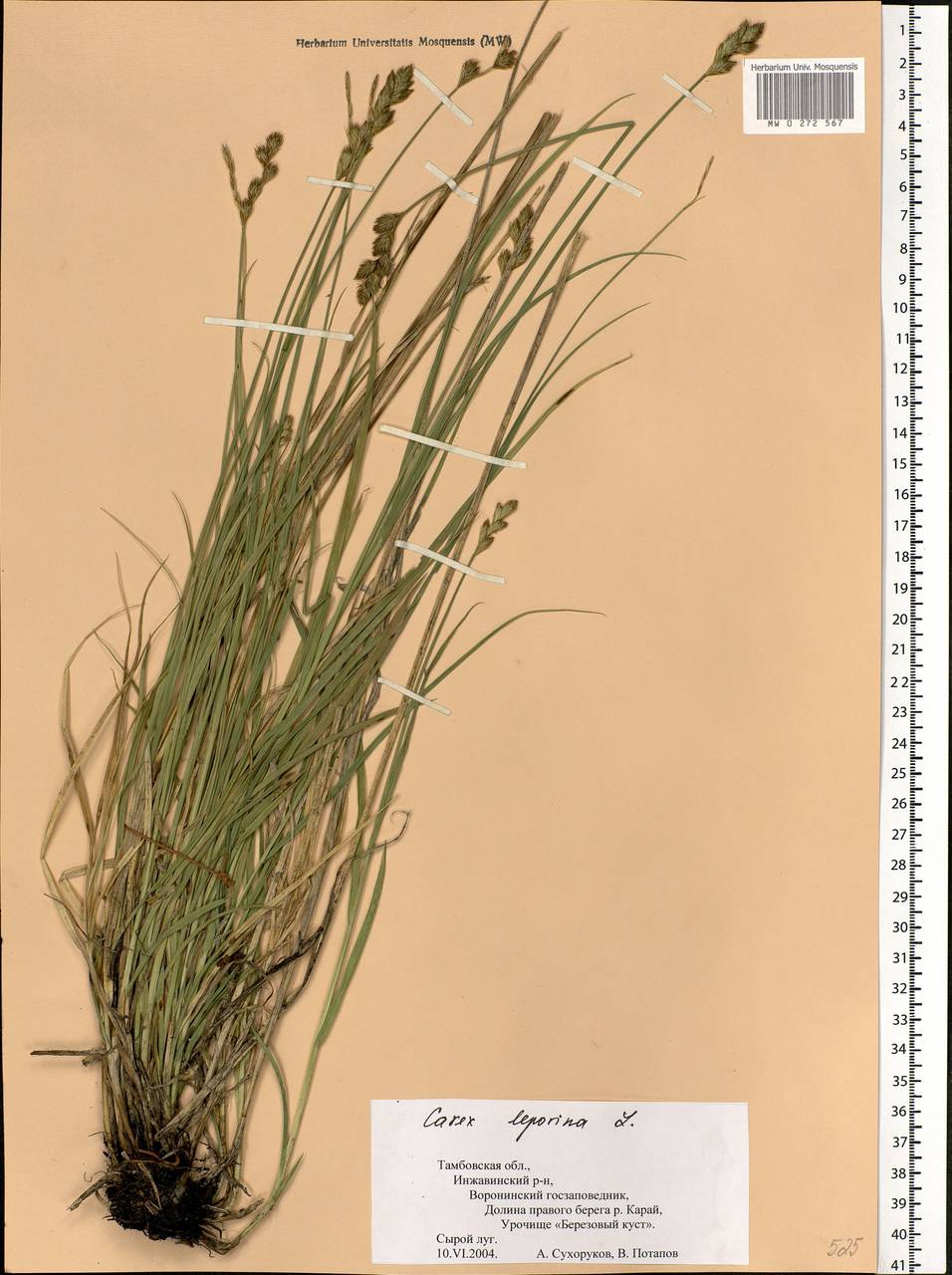 Carex leporina L., Eastern Europe, Central forest-and-steppe region (E6) (Russia)