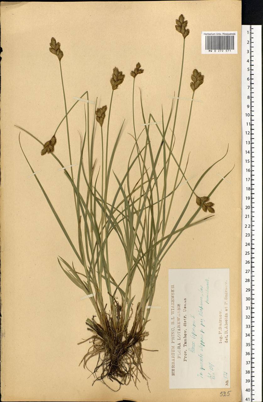 Carex leporina L., Eastern Europe, Central forest-and-steppe region (E6) (Russia)