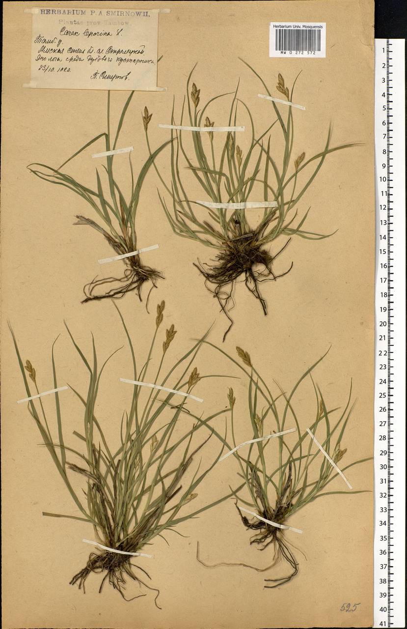 Carex leporina L., Eastern Europe, Central forest-and-steppe region (E6) (Russia)