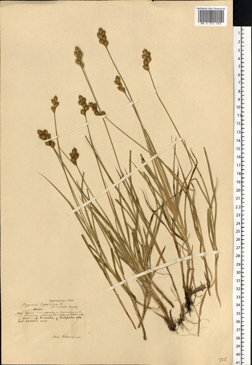 Carex leporina L., Eastern Europe, Central forest-and-steppe region (E6) (Russia)