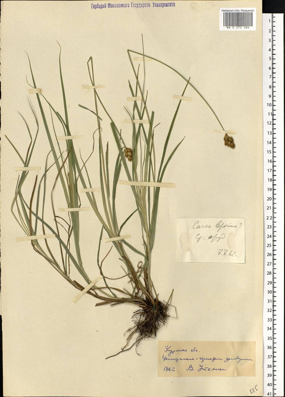 Carex leporina L., Eastern Europe, Central forest-and-steppe region (E6) (Russia)