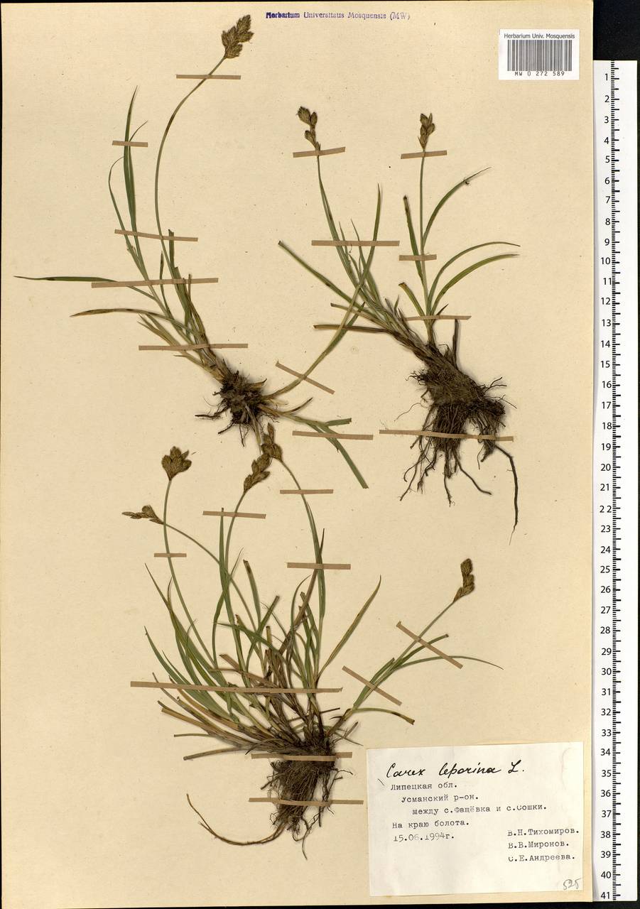 Carex leporina L., Eastern Europe, Central forest-and-steppe region (E6) (Russia)