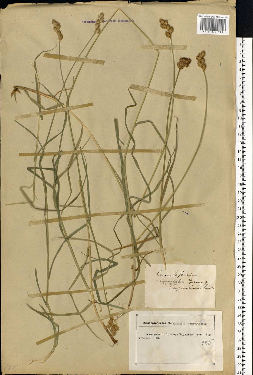 Carex leporina L., Eastern Europe, Central forest-and-steppe region (E6) (Russia)