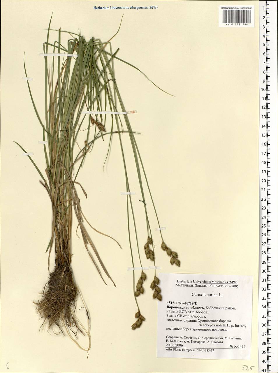 Carex leporina L., Eastern Europe, Central forest-and-steppe region (E6) (Russia)