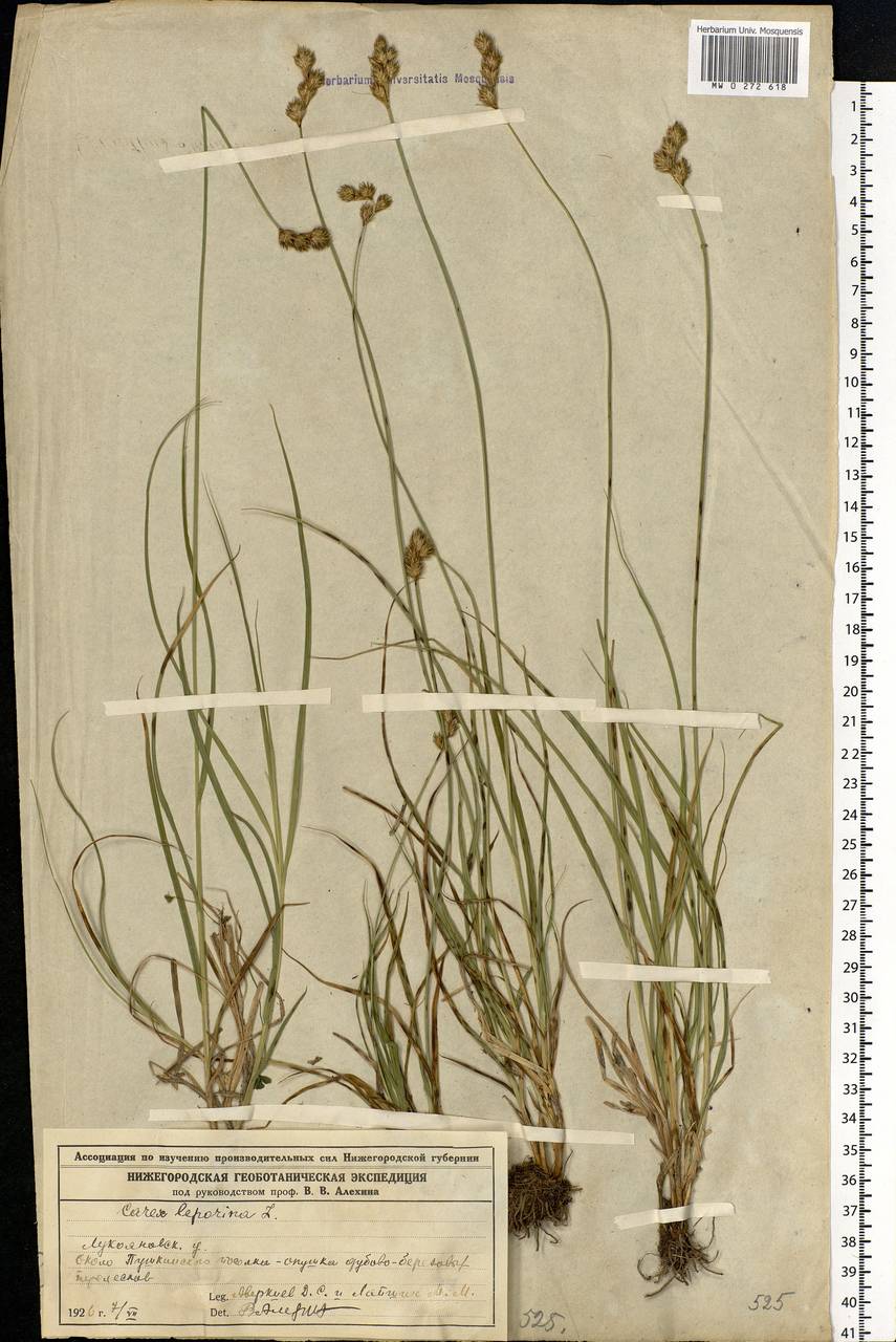 Carex leporina L., Eastern Europe, Middle Volga region (E8) (Russia)