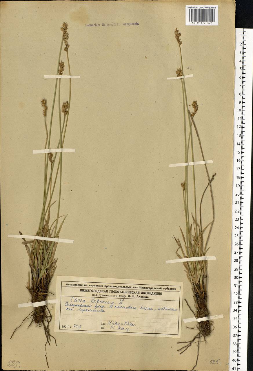 Carex leporina L., Eastern Europe, Volga-Kama region (E7) (Russia)