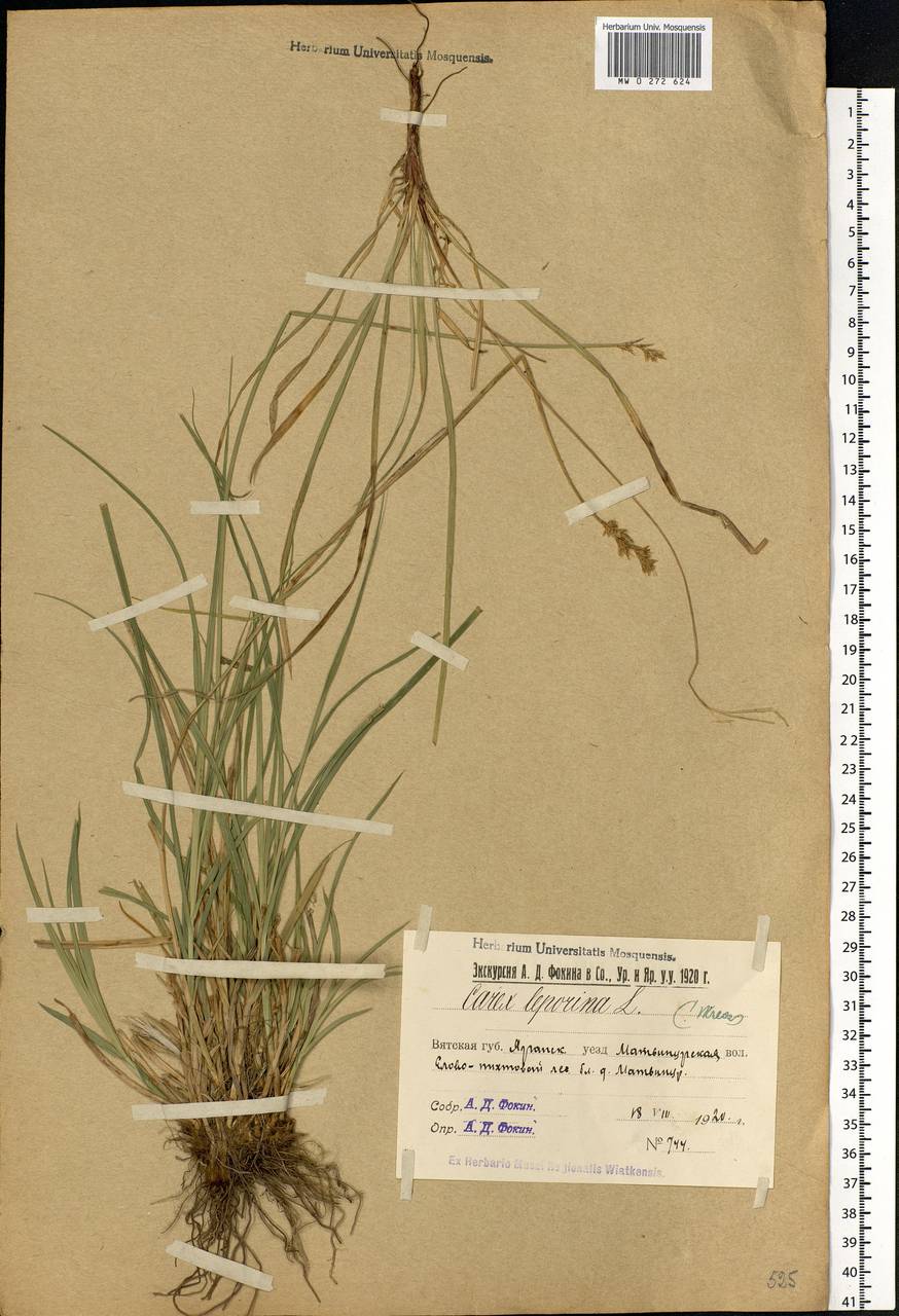 Carex leporina L., Eastern Europe, Volga-Kama region (E7) (Russia)