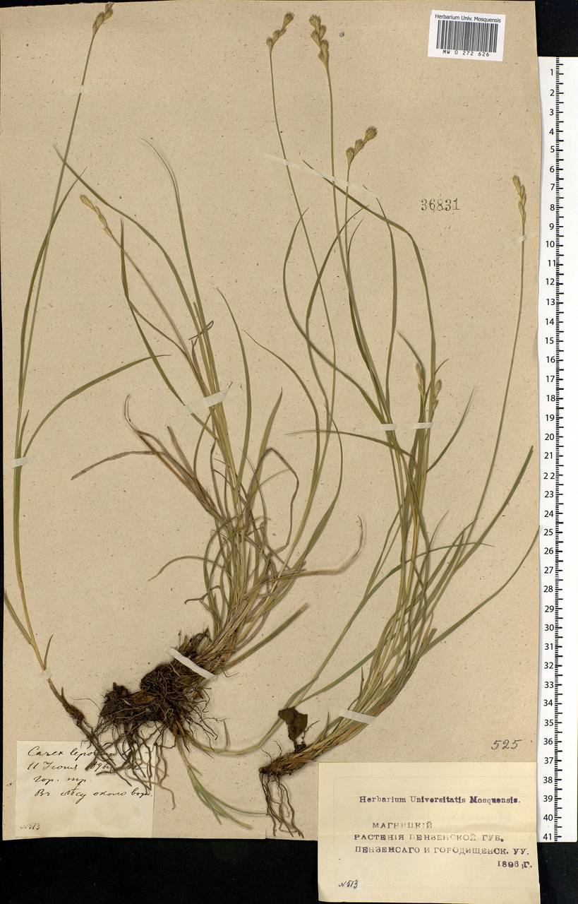 Carex leporina L., Eastern Europe, Middle Volga region (E8) (Russia)